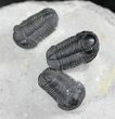 Cluster Of Gerastos Trilobites #27777-4